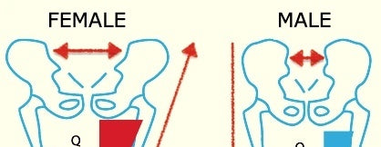 Diagram showing that the female pelvis is wider than the male pelvis.